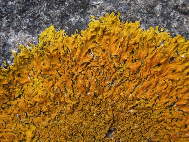 Xanthoria calcicola?